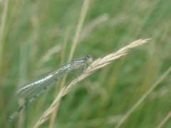 Coenagrionidae