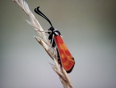 Zygaena hilaris