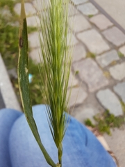 Hordeum murinum