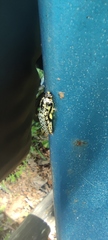 Aporia crataegi