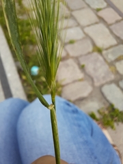 Hordeum murinum