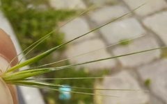 Hordeum murinum