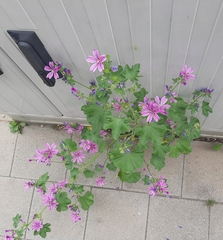Malva sylvestris