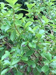 Coprosma robusta