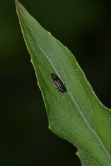 Agrilus derasofasciatus