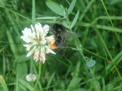 Bombus lapidarius