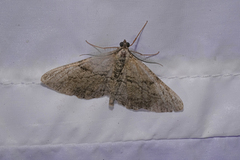 Peribatodes rhomboidaria