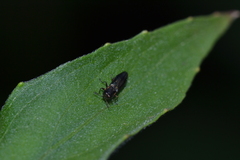 Agrilus derasofasciatus