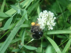 Bombus lapidarius