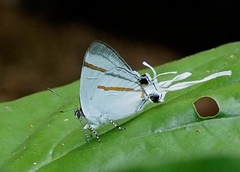 Hypolycaena hatita