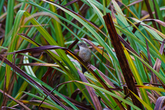 Catriscus brevirostris