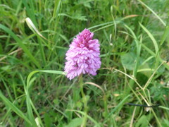Anacamptis pyramidalis