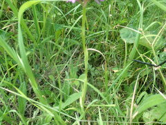 Anacamptis pyramidalis