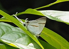 Hypolycaena hatita