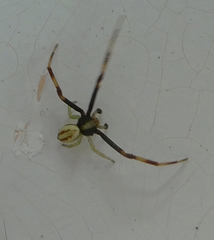 Misumena vatia