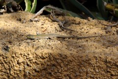 Podarcis siculus