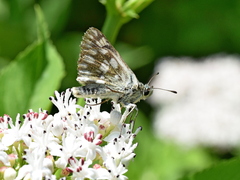 Muschampia tessellum