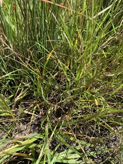 Carex saliniformis