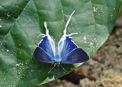 Hypolycaena hatita