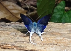 Hypolycaena hatita