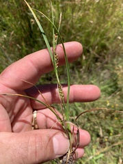 Carex saliniformis