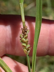 Carex saliniformis