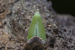 Prasinoxena