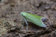 Prasinoxena