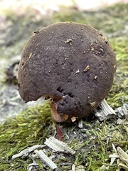 Cyanoboletus cyaneitinctus