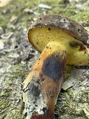 Cyanoboletus cyaneitinctus