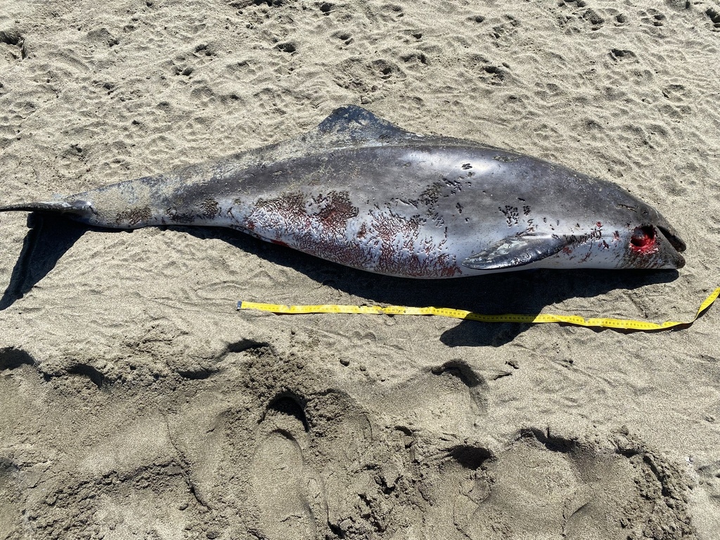 Eastern North Pacific Harbor Porpoise