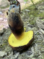 Cyanoboletus cyaneitinctus