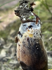Cyanoboletus cyaneitinctus