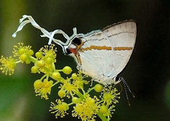 Hypolycaena
