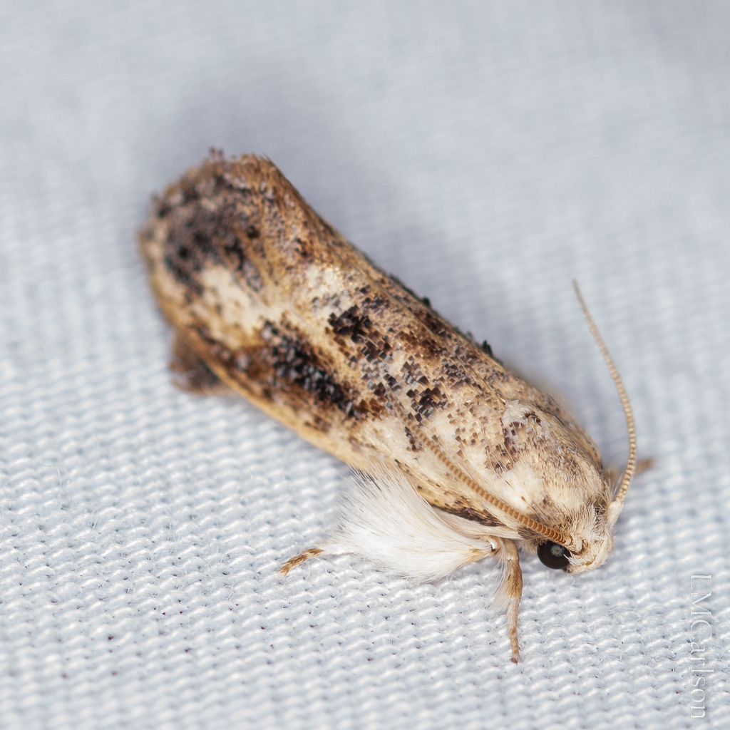 Frilly Grass Tubeworm Moth from Backyard Butterflies, Hillsborough, NC ...