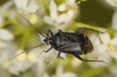 Polymerus