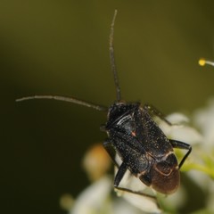 Polymerus