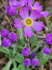 Primula borealis
