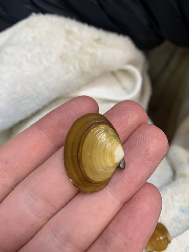 Purple Mahogany Clam