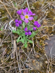 Primula borealis