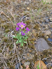 Primula borealis