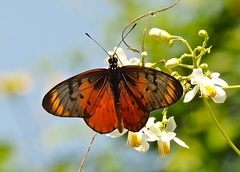 Acraea pseudegina