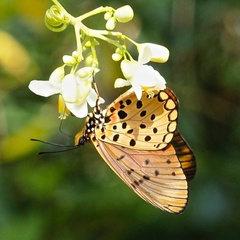 Acraea pseudegina