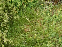 Juncus squarrosus