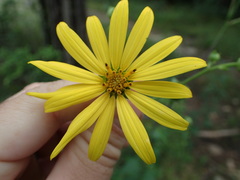 Silphium asteriscus trifoliatum