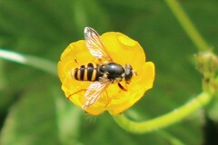Sericomyia