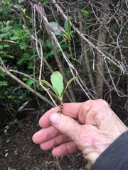 Coprosma robusta