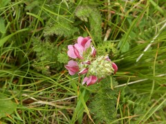 Pedicularis mixta
