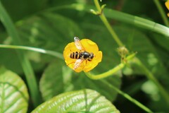 Sericomyia
