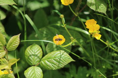 Sericomyia